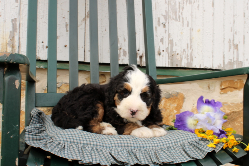 puppy, for, sale, Mini Bernedoodle F2, Matthew B. Stoltzfus, dog, breeder, Gap, PA, dog-breeder, puppy-for-sale, forsale, nearby, find, puppyfind, locator, puppylocator, aca